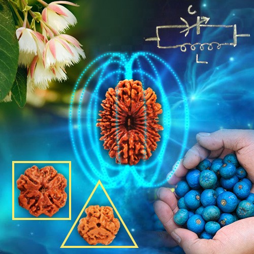 Everything About Rudraksha